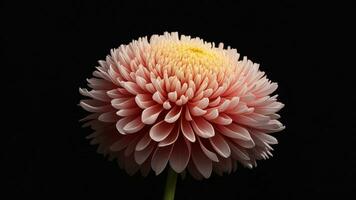 Pink chrysanthemum isolated on black background, close up ai generated photo