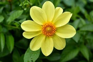 Mignon's dahlia is yellow on a green bush. A large yellow flower in a summer garden. photo