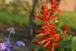 Red bright salvia flowers on a green bush in the garden. Lamiaceae. photo