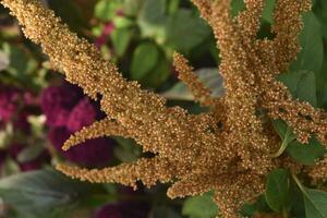 Yellow amaranth flowers in a summer green garden. Amaranthus. Summer flowers. photo