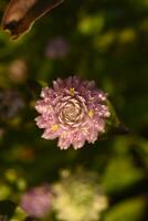 Gomphrena globosa. Red and white spherical flowers in the summer garden. Multicolored background blur. photo