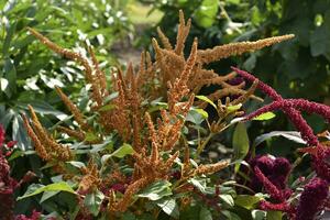 Red amaranth flowers in a summer green garden. Amaranthus. Summer flowers. photo