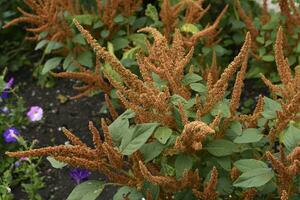 Yellow amaranth flowers in a summer green garden. Amaranthus. Summer flowers. photo