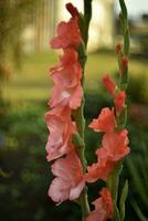 Red gladioli in the summer garden. A red bouquet of flowers. Beautiful background blur. Iridaceae. photo