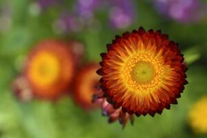 Red and yellow flowers on a background of green foliage. Helichrysum orientale. Beautiful bright flowers and background blur. photo