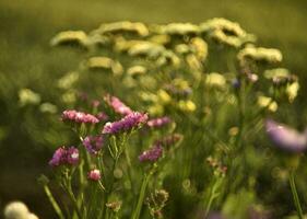 Yellow Limonium vulgare flowers in the summer garden. Flowers close-up. photo