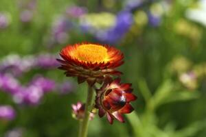 Red and yellow flowers on a background of green foliage. Helichrysum orientale. Beautiful bright flowers and background blur. photo