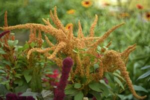 Yellow amaranth flowers in a summer green garden. Amaranthus. Summer flowers. photo