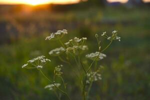 Wildflowers in the rays of the summer setting sun. Pimpinella saxifraga. Apiaceae. photo