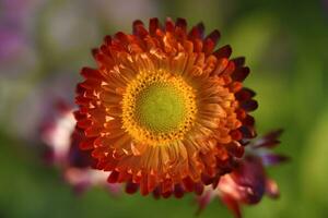 Red and yellow flowers on a background of green foliage. Helichrysum orientale. Beautiful bright flowers and background blur. photo