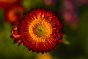 Red and yellow flowers on a background of green foliage. Helichrysum orientale. Beautiful bright flowers and background blur. photo