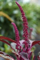 Red amaranth flowers in a summer green garden. Amaranthus. Summer flowers. photo