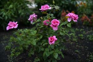 Red roses on a green bush in a summer garden. Colorful flowers. photo