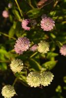 Gomphrena globosa. Red and white spherical flowers in the summer garden. Multicolored background blur. photo