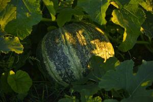 verde calabaza en el jardín. calabaza Fruta en el rayos de el ajuste Dom en verano. vegetales en el jardín. foto