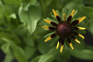 Rudbeckia laciniata. rojo amarillo flores en un verde arbusto. verano jardín. foto