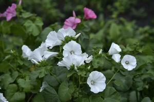 White lavater flowers in a summer green garden. Lavatera trimestris. photo