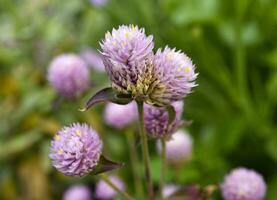 Gomphrena globosa. Red and white spherical flowers in the summer garden. Multicolored background blur. photo