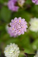 Gomphrena globosa. Red and white spherical flowers in the summer garden. Multicolored background blur. photo