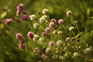 Gomphrena globosa. Red and white spherical flowers in the summer garden. Multicolored background blur. photo