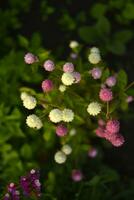 Gomphrena globosa. Red and white spherical flowers in the summer garden. Multicolored background blur. photo