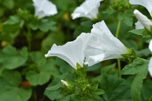 blanco lavar flores en un verano verde jardín. lavatera trimestris. foto