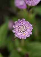 Gomphrena globosa. Red and white spherical flowers in the summer garden. Multicolored background blur. photo