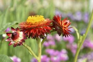 Red and yellow flowers on a background of green foliage. Helichrysum orientale. Beautiful bright flowers and background blur. photo