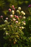 Gomphrena globosa. Red and white spherical flowers in the summer garden. Multicolored background blur. photo