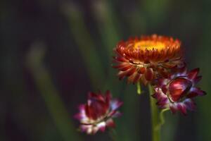 Red and yellow flowers on a background of green foliage. Helichrysum orientale. Beautiful bright flowers and background blur. photo