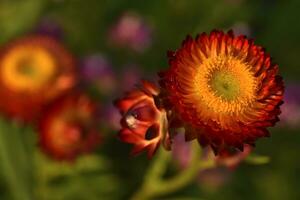 Red and yellow flowers on a background of green foliage. Helichrysum orientale. Beautiful bright flowers and background blur. photo