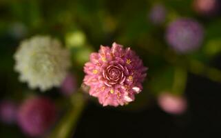 Gomphrena globosa. Red and white spherical flowers in the summer garden. Multicolored background blur. photo