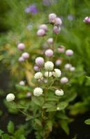Gomphrena globosa. Red and white spherical flowers in the summer garden. Multicolored background blur. photo