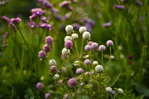 Gomphrena globosa. Red and white spherical flowers in the summer garden. Multicolored background blur. photo