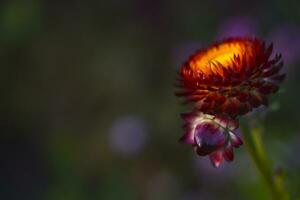 Red and yellow flowers on a background of green foliage. Helichrysum orientale. Beautiful bright flowers and background blur. photo