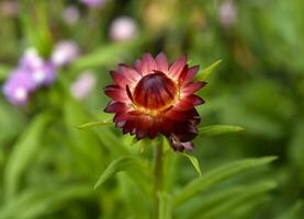 Red immortelle flower on a green background. Helichrysum Mill. photo