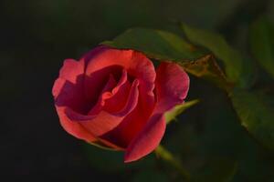 A delicate red rose in the rays of the setting sun. A red flower in a summer garden. photo