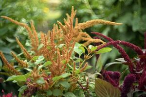 Yellow amaranth flowers in a summer green garden. Amaranthus. Summer flowers. photo
