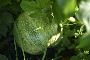 Green pumpkin in the garden. Pumpkin fruit in the rays of the setting sun in summer. Vegetables in the garden. photo