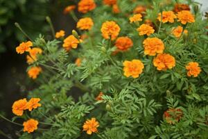 Orange flowers of marigolds in the summer garden. Tagetes is erect. Medicinal plant. photo