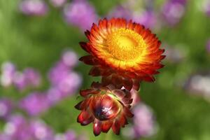 Red and yellow flowers on a background of green foliage. Helichrysum orientale. Beautiful bright flowers and background blur. photo