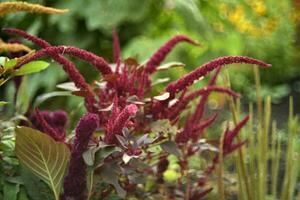 Red amaranth flowers in a summer green garden. Amaranthus. Summer flowers. photo