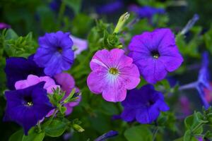 Colorful large petunia flowers in the summer garden. Petunia nyctaginiflora Juss. photo