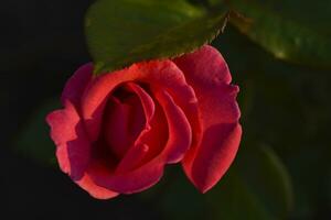 un delicado rojo Rosa en el rayos de el ajuste Dom. un rojo flor en un verano jardín. foto