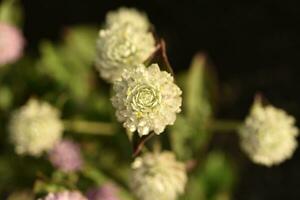 Gomphrena globosa. Red and white spherical flowers in the summer garden. Multicolored background blur. photo