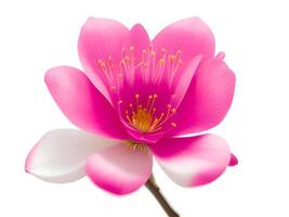 beautiful pink flower isolated on a white background photo