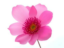 beautiful pink flower isolated on a white background photo