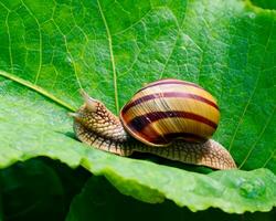 Forest snail in the natural environment, note shallow depth of field photo