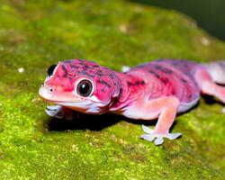 Gecko stay on the rock and good pose photo