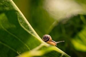 Forest snail in the natural environment, note shallow depth of field photo